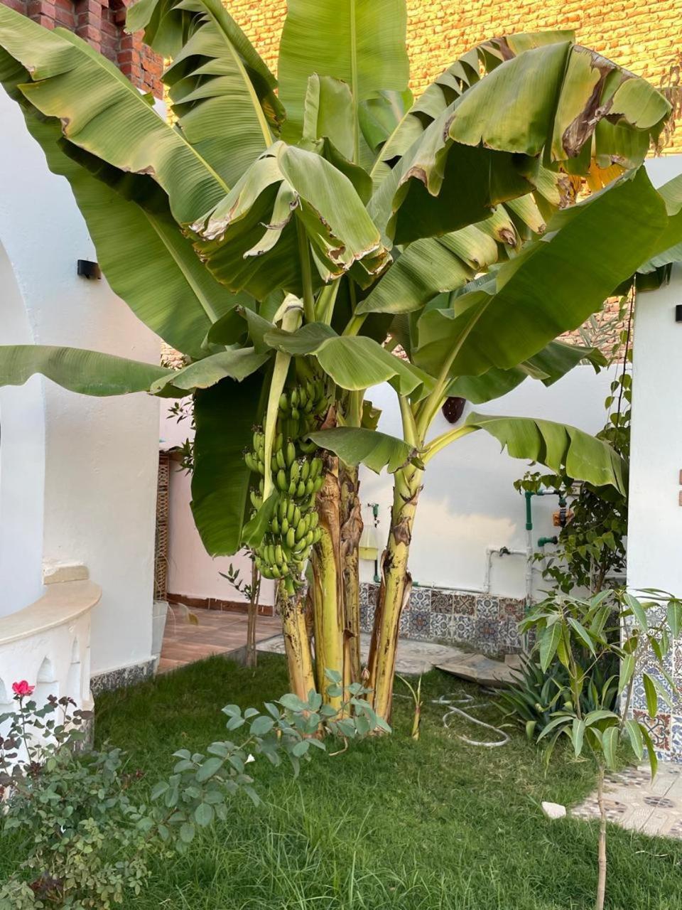 Villa Kemet Jazirat al Awwamiyah Εξωτερικό φωτογραφία
